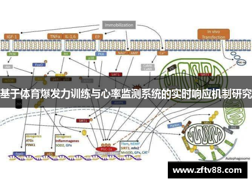 基于体育爆发力训练与心率监测系统的实时响应机制研究
